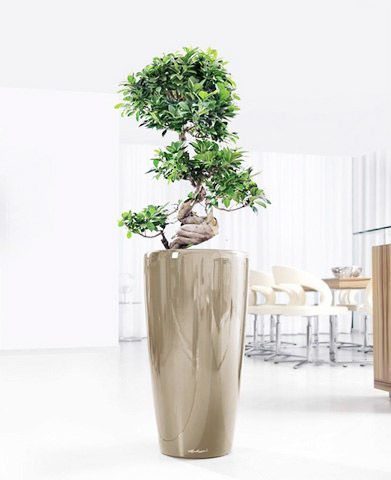 Rondo_a_rd40_perlbeige_ficus_bonsai